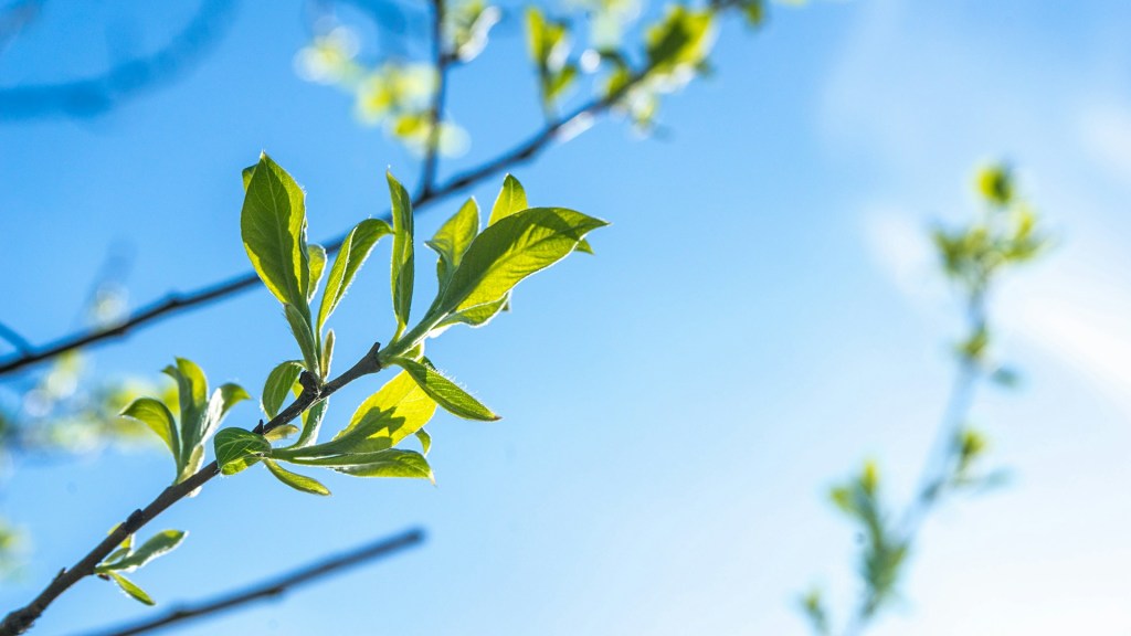 leaves flower buds blue sky