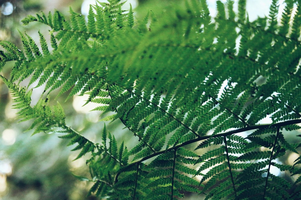 Green fern leaves on tree