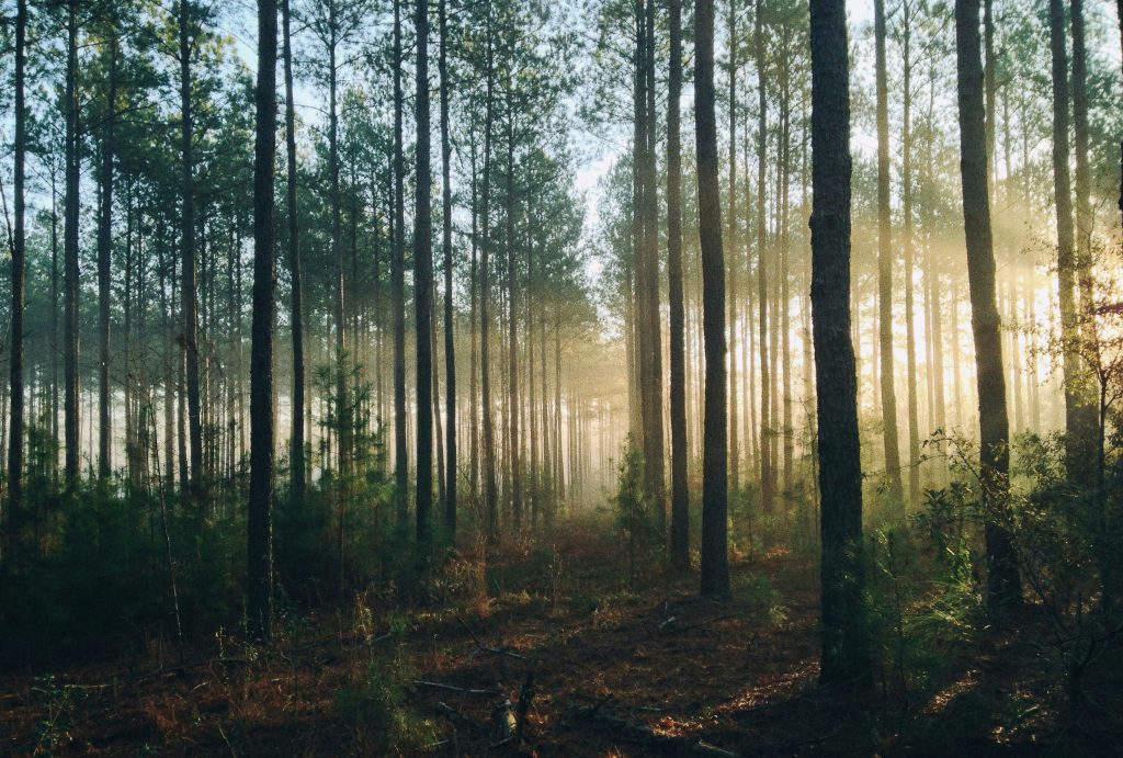nature healing mental health trees  forest 